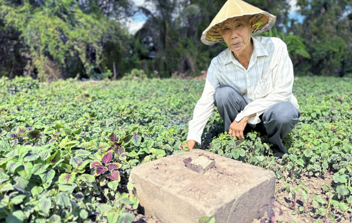 Các hợp tác xã trồng rau ở TPHCM thoi thóp, vì sao?