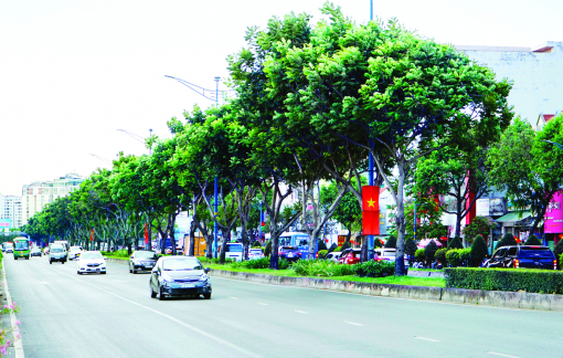 Muốn đốn hạ cây xanh, cần có phương án trồng bù