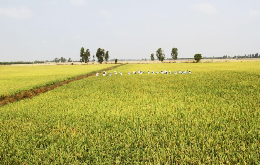 Tập đoàn Lộc Trời nợ tiền mua lúa của nông dân hàng trăm tỉ đồng