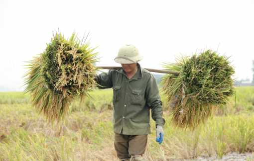 Lúa đổ trước ngày thu hoạch, nông dân “cắn răng” gặt non tránh nảy mầm