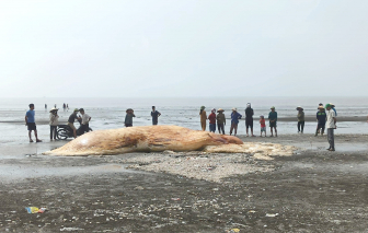 Chôn xác cá voi hơn 5 tấn dạt vào bờ biển