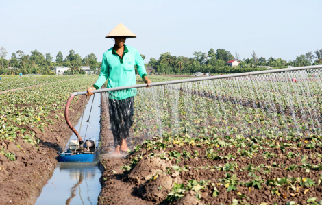 Nông dân miền Tây trữ ngọt, thay giống cây để sản xuất trong mùa hạn, mặn