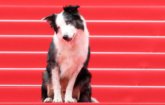 LHP Cannes khai mạc, chú chó Messi được chào đón trên thảm đỏ