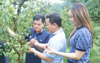 Saigon Co.op cam kết tiêu thụ mận hậu và nông sản tỉnh Sơn La
