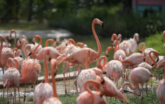 Khám phá vườn chim lớn nhất châu Á