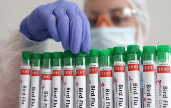 Úc báo cáo ca nhiễm cúm gia cầm đầu tiên ở người là 1 đứa trẻ