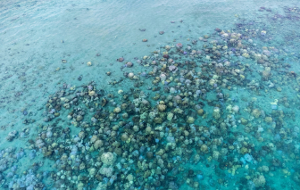 Nước biển Thái Lan ấm kỷ lục, san hô bị tẩy trắng hàng loạt