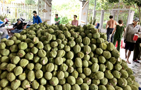 Nhà nhà trồng sầu riêng, từng nhà dễ riêng sầu