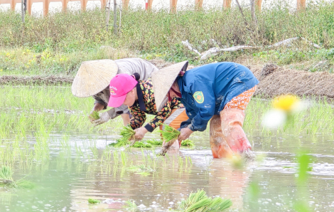 Nông dân “tăng tốc” gieo cấy lúa vụ hè thu, thợ cấy thuê làm không hết việc