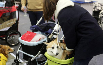 Hàn Quốc: Thị trường dành cho thú cưng vượt doanh số đồ dùng của trẻ sơ sinh