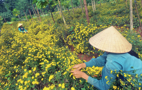 Phòng và trị cảm mùa hè bằng thuốc nam