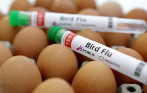 WHO: Ca nhiễm vi rút H5N2 đầu tiên ở người tử vong là do nhiều yếu tố