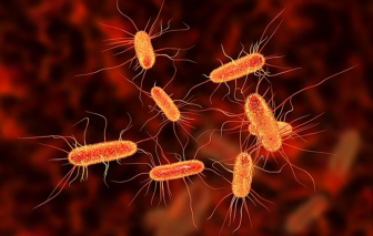 Bùng phát vi khuẩn E.coli ở Anh khiến hơn 100 người thiệt mạng