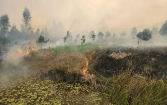 Vườn quốc gia Tràm Chim cháy do có người dùng lửa bất cẩn