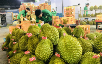 Trung Quốc dừng nhập sầu riêng từ 18 vườn cây ăn trái của Việt Nam