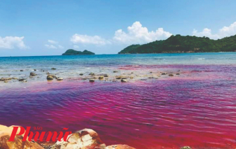 Kiên Giang: Thủy triều đỏ xuất hiện tại vùng biển Thổ Châu