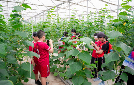 “Hành trình nông sản sạch” - những trải nghiệm thú vị cho học sinh tiểu học