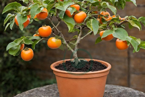Những loại cây ăn trái trồng chậu thêm sắc màu cho khu vườn