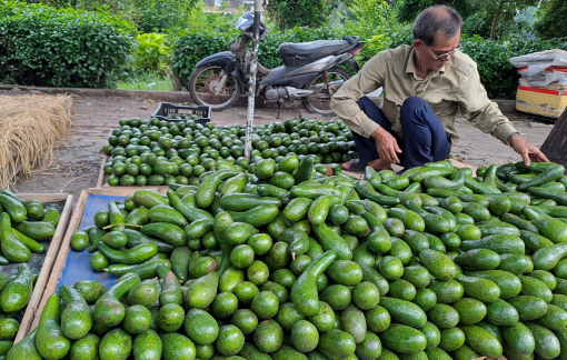 Bơ "nữ hoàng" rớt giá, đổ đống bán khắp nơi