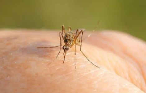 Israel ghi nhận ít nhất 7 ca tử vong do virus Tây sông Nile