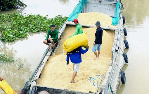 Căng thẳng cước tàu biển ảnh hưởng tới giá lúa gạo