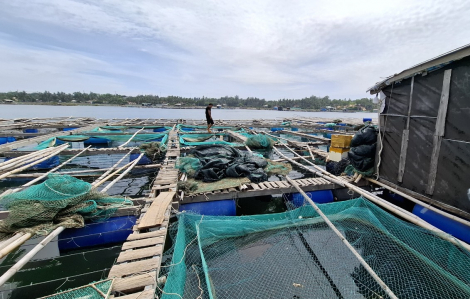 Đã xác định nguyên nhân tôm, cá biển chết ở Phú Yên