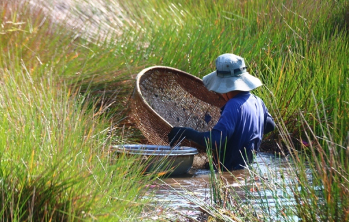 Tăng thu nhập từ việc “săn” cá lia thia ở miền Tây