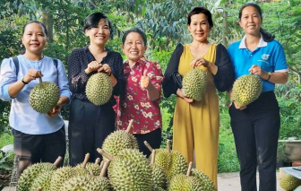 Hợp tác xã làm ăn hiệu quả, phụ nữ góp sức làm giàu quê nhà - Bài 1: Liên kết làm giàu từ cây đặc sản