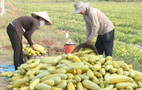 Loại trái giúp nông dân miền Tây thu hoạch mỏi tay sau hơn 1 tháng trồng