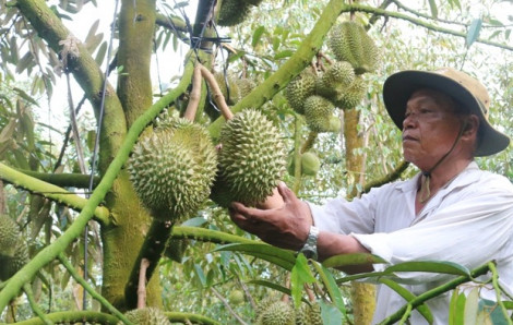 "Cánh đồng hoang" trên phim dần thành vựa trái cây xuất khẩu