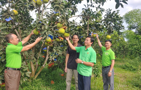 Nông dân Hà Tĩnh "đóng bảo hiểm từ cây đặc sản” để hưởng lương hưu