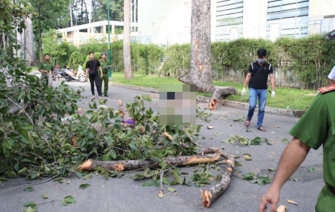 Cây trong công viên Tao Đàn gãy, đè làm 2 người tử vong