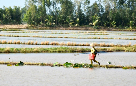 Dùng lưới giã cào, xung điện đánh bắt hải sản gần bờ