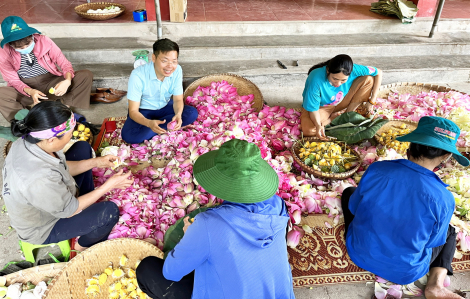 Nâng giá trị cây sen trên quê hương Bác