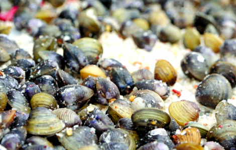 Chuyện lía quẩn quanh chuyện đời