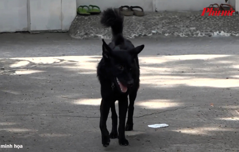 Gần 60 trẻ ở Phú Yên bị chó cắn nhập viện chỉ trong 1 tháng