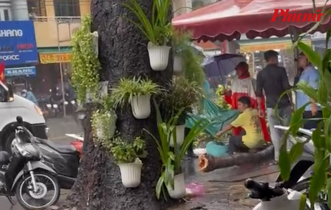 TPHCM: Người phụ nữ bị cây ngã đè ngày 4/9 đã tử vong