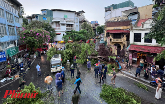 Mưa gió, cây đổ la liệt trước giờ bão vào