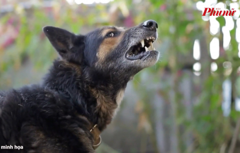 Chó dại cắn 2 vợ chồng, sau 3 tháng người vợ tử vong