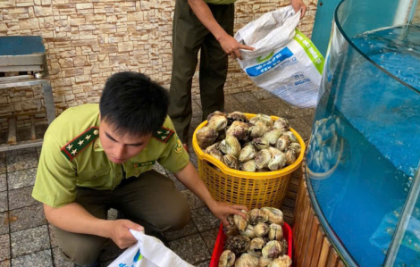 Xử phạt một nhà hàng 65 triệu đồng vì kinh doanh ốc hiếm