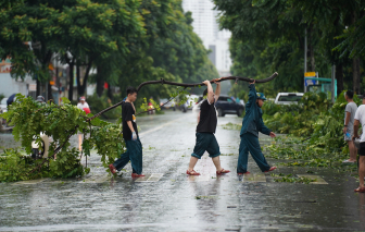 Hà Nội ngổn ngang sau bão, người dân tiếc nuối những cây đại thụ bị đổ