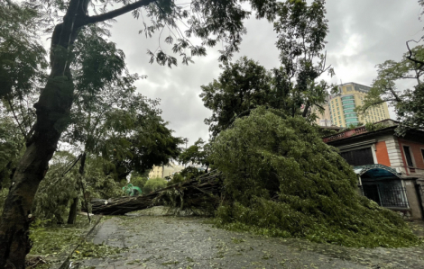 Kinh hoàng cảnh đường phố Hà Nội ngổn ngang cây đổ
