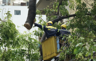 Hà Nội: Cảnh báo nguy cơ cây gãy đổ sau bão Yagi