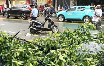 Làm sao phòng tránh những hiểm họa từ cây xanh?