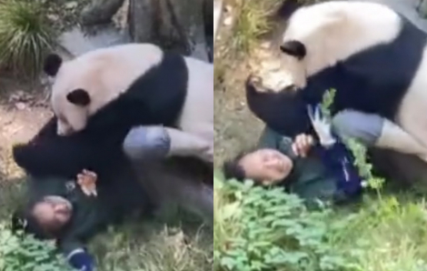 Gấu trúc nổi điên tấn công nữ nhân viên vườn thú