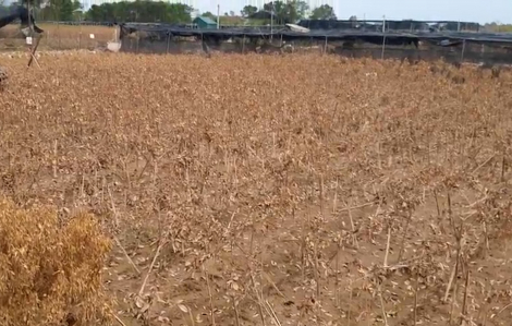 Làng hoa lớn nhất ven sông Hồng xơ xác sau trận lụt lịch sử