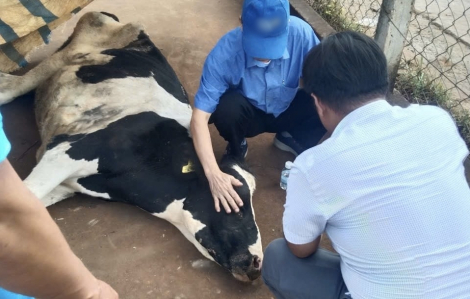 Vụ hàng ngàn con bò sữa bị ảnh hưởng sau tiêm vắc-xin: Người dân nói mức đền bù quá thấp