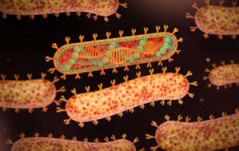 Loại virus nguy hiểm nhất thế giới, không thể điều trị lại bùng dịch ở châu Phi