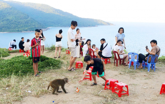 Xung đột giữa người và khỉ trên bán đảo Sơn Trà