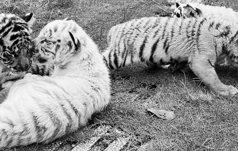 Hàng chục con hổ, báo chết nghi nhiễm cúm A/H5N1 tại Đồng Nai và Long An